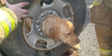 Kafasını tekerlek jantına sıkıştıran köpek kurtarıldı