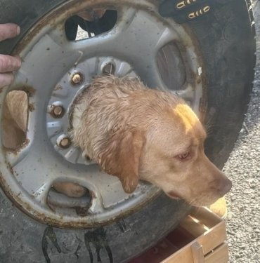 Kafasını tekerlek jantına sıkıştıran köpek kurtarıldı