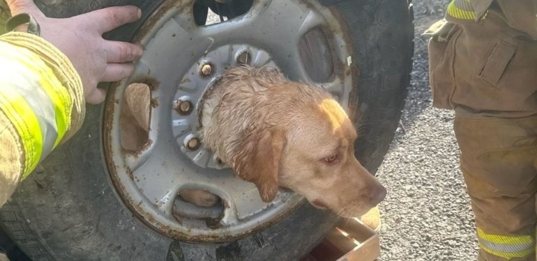 Kafasını tekerlek jantına sıkıştıran köpek kurtarıldı