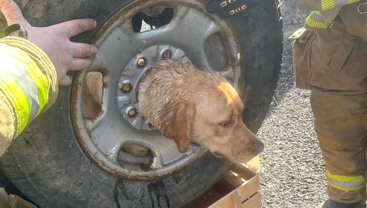 Kafasını tekerlek jantına sıkıştıran köpek kurtarıldı