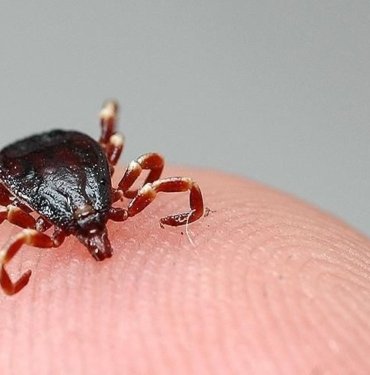 Nisan ve mayıs ayları için ‘vektör’ uyarısı