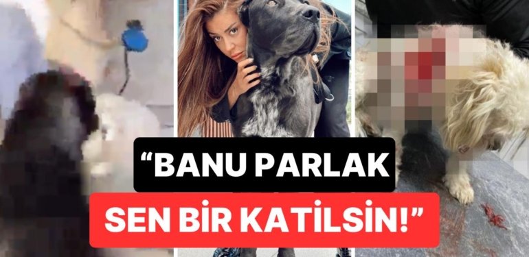 Banu Parlak’ın Tasmasız Gezdirdiği Söylenen Köpeği Drogo Komşunun Köpeğini Öldürdü!