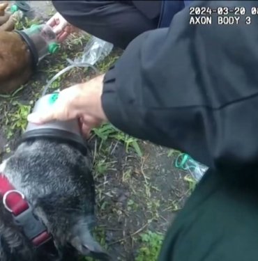Yanan evden kurtarılan iki köpek, ilk yardımla hayata döndü