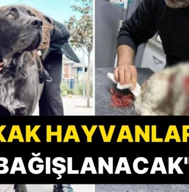 Banu Parlak’ın Köpeği, Yavru Bir Köpeği Öldürmüştü: ‘Leo’nun Tazminatı Sokak Hayvanlarına Bağışlanacak’