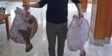 10 kiloluk kalkan balığa ağa takıldı