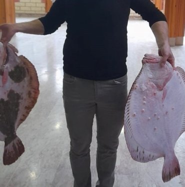10 kiloluk kalkan balığa ağa takıldı