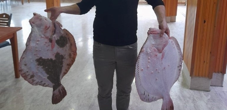 10 kiloluk kalkan balığa ağa takıldı