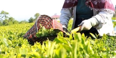 Çay üreticilerine destek ödemeleri bugün yapılacak