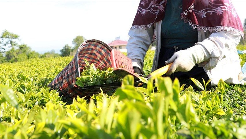 Çay üreticilerine destek ödemeleri bugün yapılacak