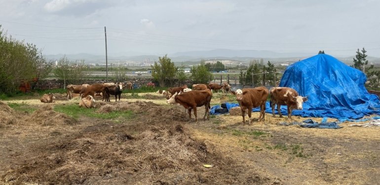 2023 yılı 2’inci bönem buzağı desteği başvuruları başladı: Buzağı destek başvurusu nasıl yapılır?