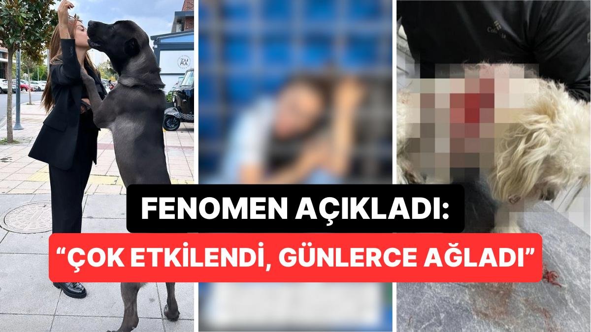 Banu Parlak Tasmasız Gezdirdiği İçin Başka Bir Köpeğin Ölümüne Yol Açan Köpeği Drogo’nun Son Halini Paylaştı