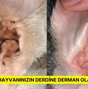 Yaşlı Bir Evcil Hayvanınız Varsa Hem Size Hem Dostunuza Fayda Sağlayacak 11 Şey