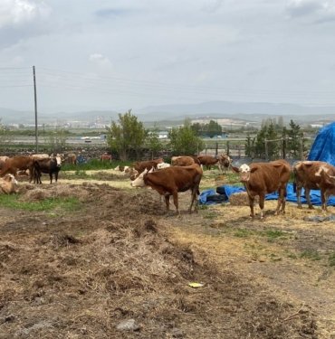 Buzağı destek ödemesi ne zaman yatacak?