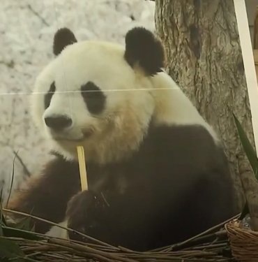 Japonya’nın en yaşlı pandası “Tan Tan” öldü