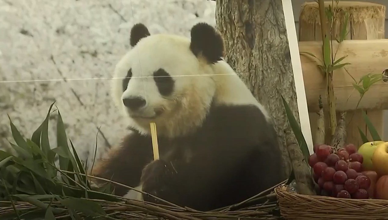 Japonya’nın en yaşlı pandası “Tan Tan” öldü