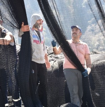 Karadeniz’de hamsi göçtü; ağlar erken toplandı