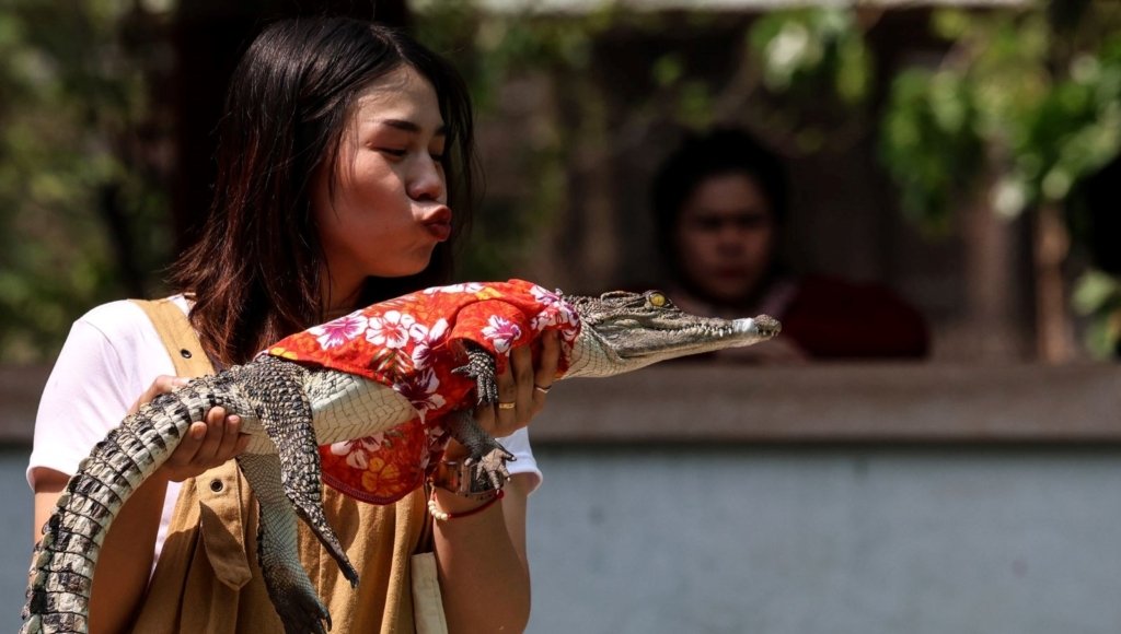 Tayland’daki Timsah Çiftliği 3 yıl sonra yeniden açıldı​​​​​​​