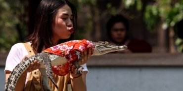 Tayland’daki Timsah Çiftliği 3 yıl sonra yeniden açıldı​​​​​​​