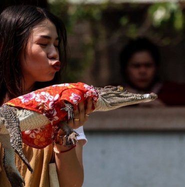 Tayland’daki Timsah Çiftliği 3 yıl sonra yeniden açıldı​​​​​​​