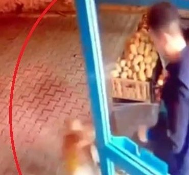 Markete girmesin diye kediyi tekmeleyip dışarı attı