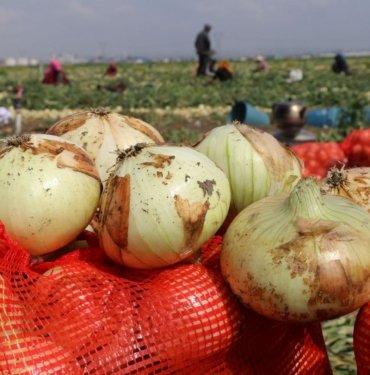 Turfanda soğan hasadı başladı