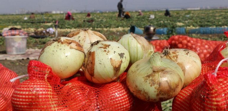 Turfanda soğan hasadı başladı
