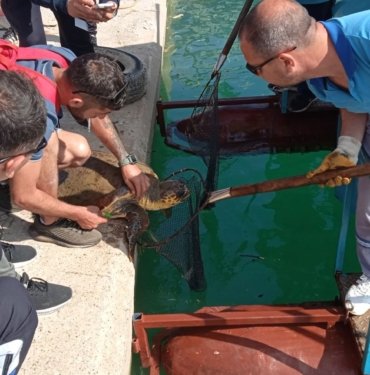 Misinaya dolanan caretta caretta için seferlik