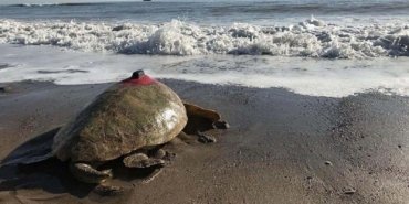 Tatilcilere caretta caretta uyarısı: Sakın dokunmayın!