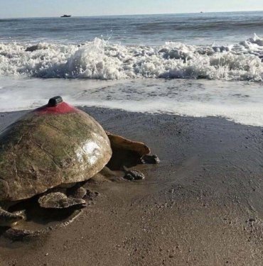 Tatilcilere caretta caretta uyarısı: Sakın dokunmayın!