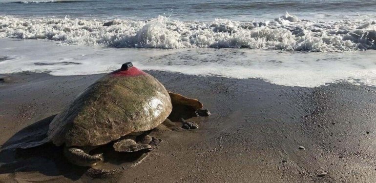 Tatilcilere caretta caretta uyarısı: Sakın dokunmayın!