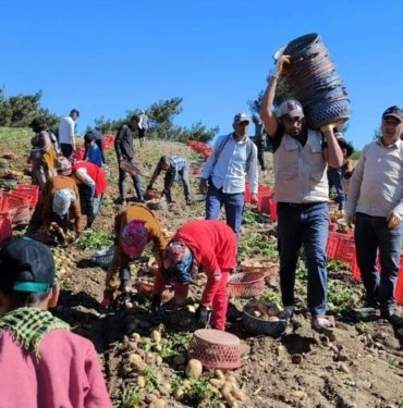 Turfanda patates hasadına başlandı