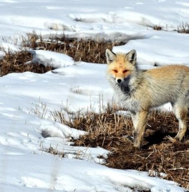 Eski çağlarda insanlar tilkileri evcil hayvan olarak beslemiş olabilir