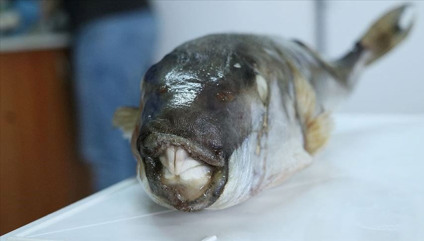 İstilacı balon balığını avlayanlara destek