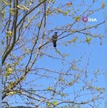 İstanbul’da “Allah-u Ekber” diyen karga