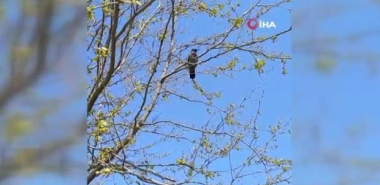 İstanbul’da “Allah-u Ekber” diyen karga