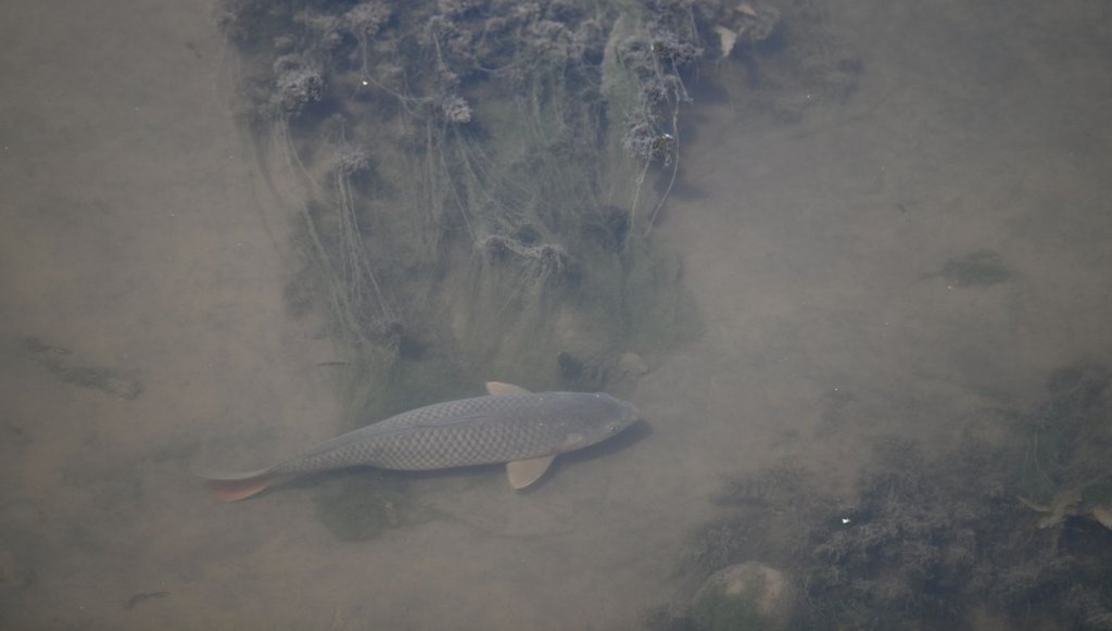 Tunca Nehri’nin dibi göründü