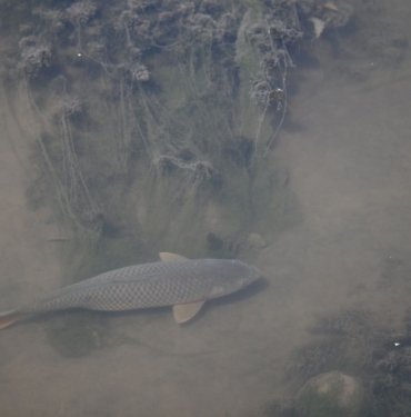 Tunca Nehri’nin dibi göründü