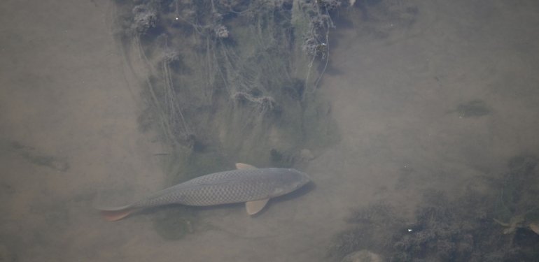 Tunca Nehri’nin dibi göründü