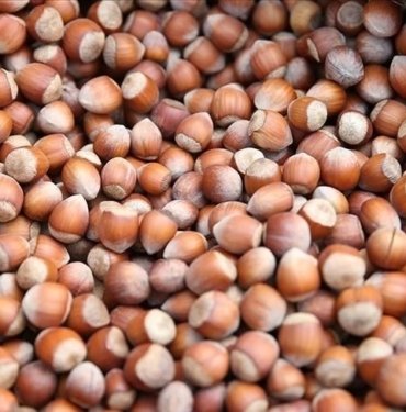 TMO 27 bin ton fındığı ihaleyle satacak