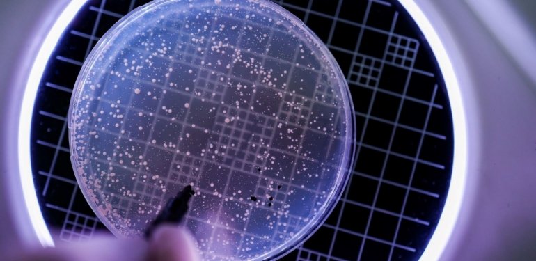 Bilim insanları kana susamış “vampir bakteriler” keşfetti