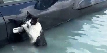 Dubai’de sel: Bir kedi otomobilin kapısına tutunarak kurtarılmayı bekledi