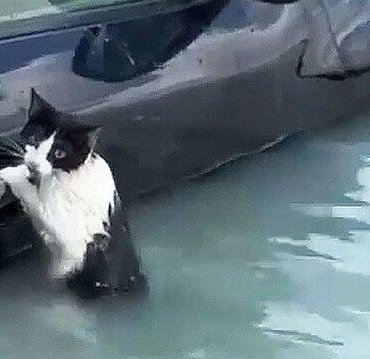 Dubai’de sel: Bir kedi otomobilin kapısına tutunarak kurtarılmayı bekledi