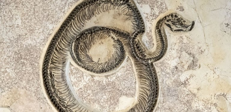 Hindistan’da yaklaşık 47 milyon yıllık yılan fosili bulundu