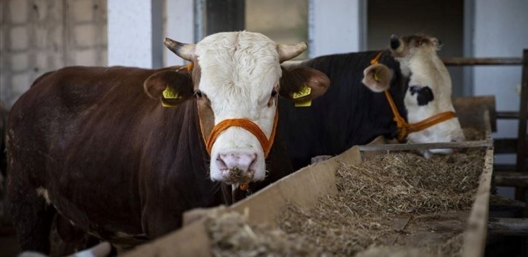 Kurbanlık fiyatları ne kadar, kilo fiyatı belli oldu mu? (2024 küçükbaş ve büyükbaş kurbanlık fiyatları)