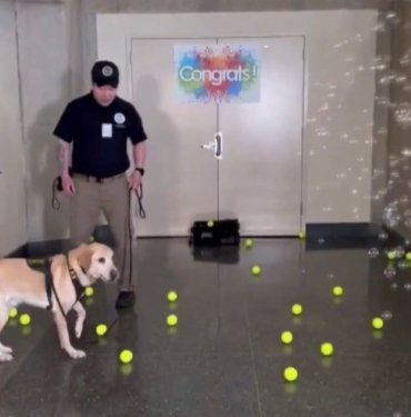 Emekli olan bomba tespit köpeğine sürpriz veda partisi