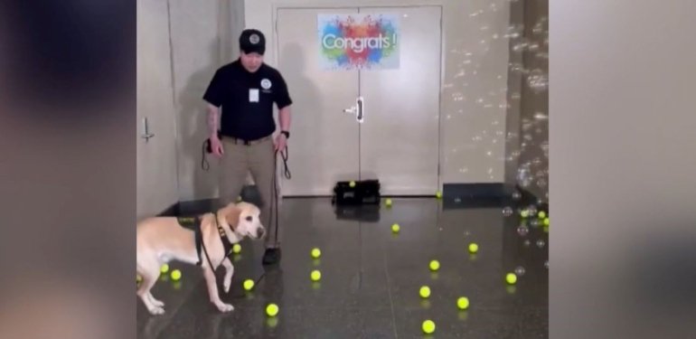 Emekli olan bomba tespit köpeğine sürpriz veda partisi
