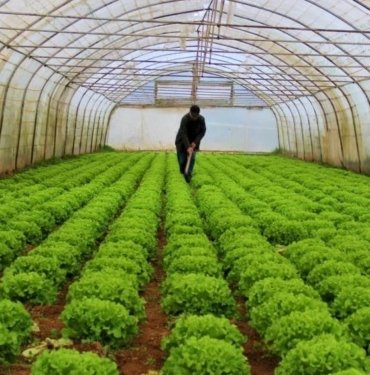 Serada erken hasat fiyatı düşürdü