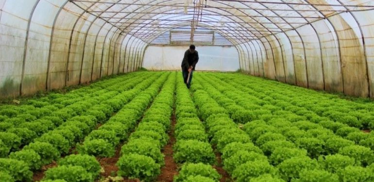 Serada erken hasat fiyatı düşürdü