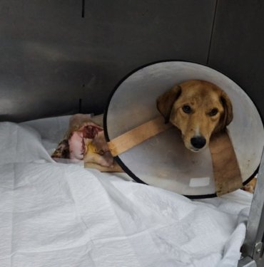 Zonguldak'ta vahşet: Hamile köpek pompalı tüfek ile vuruldu 9 Zonguldak’ta vahşet: Hamile köpek pompalı tüfek ile vuruldu
