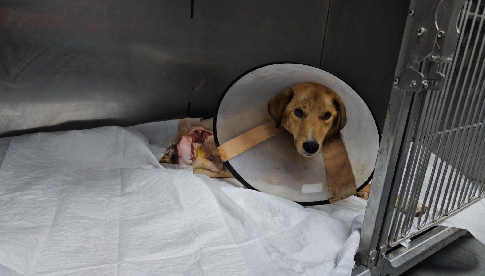 Zonguldak’ta vahşet: Hamile köpek pompalı tüfek ile vuruldu